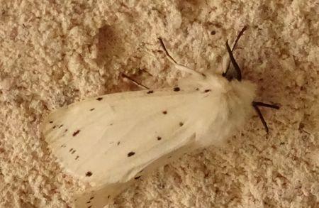 Réf. 230 655 : Spilosoma lubricipeda